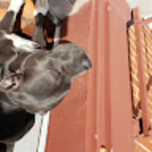 Meet your Posher, Pam